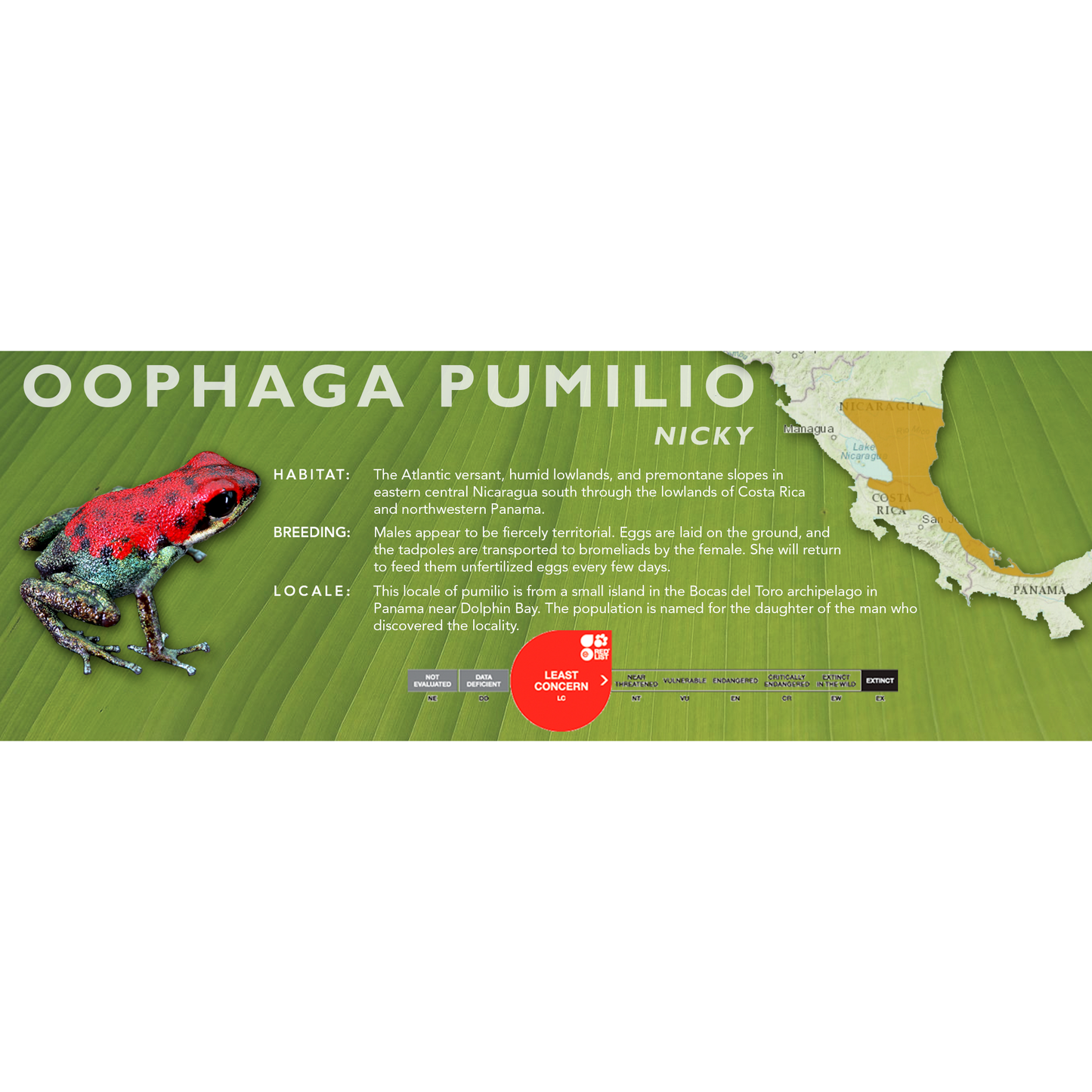 Oophaga pumilio - Classic Vivarium Label