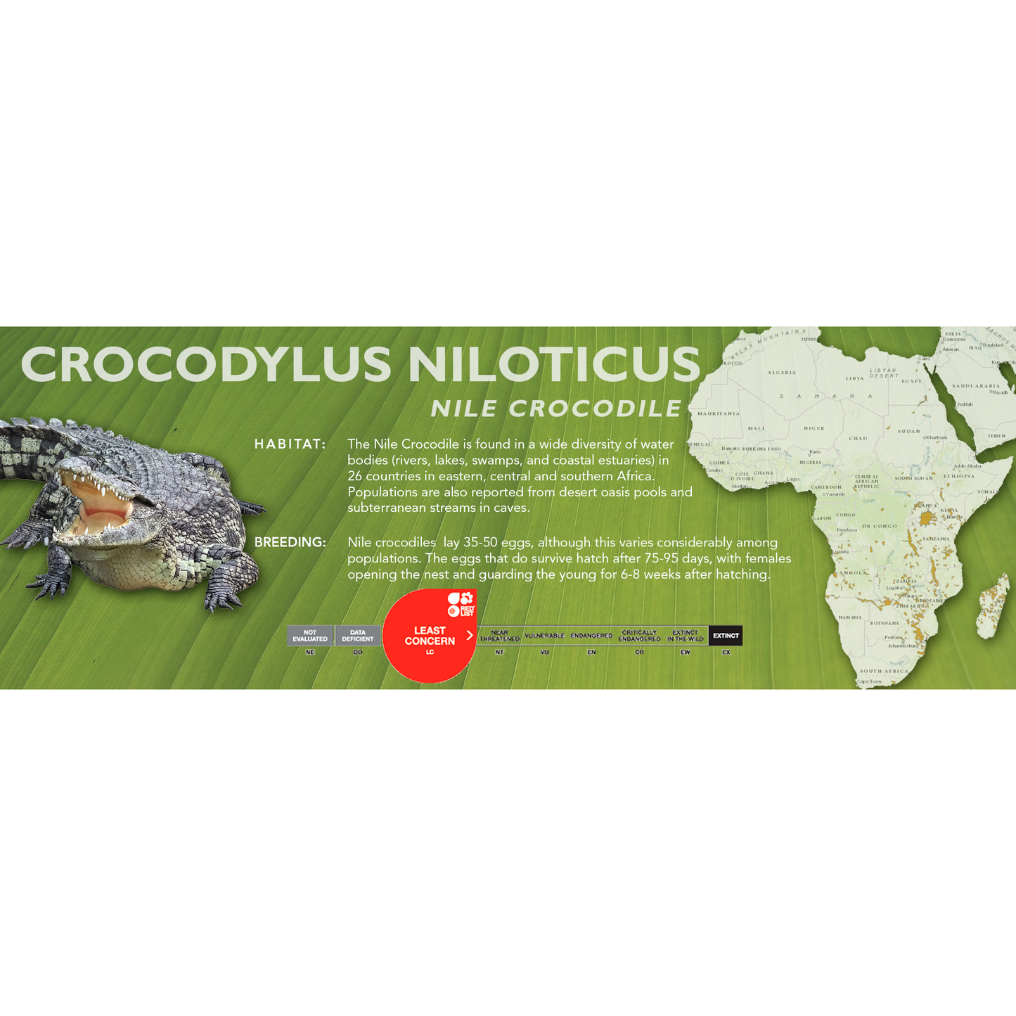 Nile Crocodile (Crocodylus niloticus) - Classic Vivarium Label