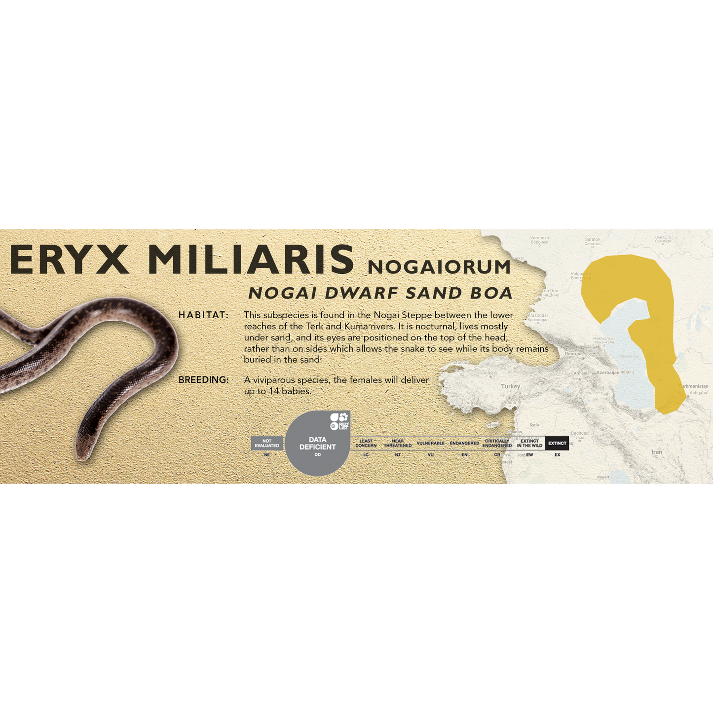 Dwarf Sand Boa (Eryx miliaris) Classic Vivarium Label