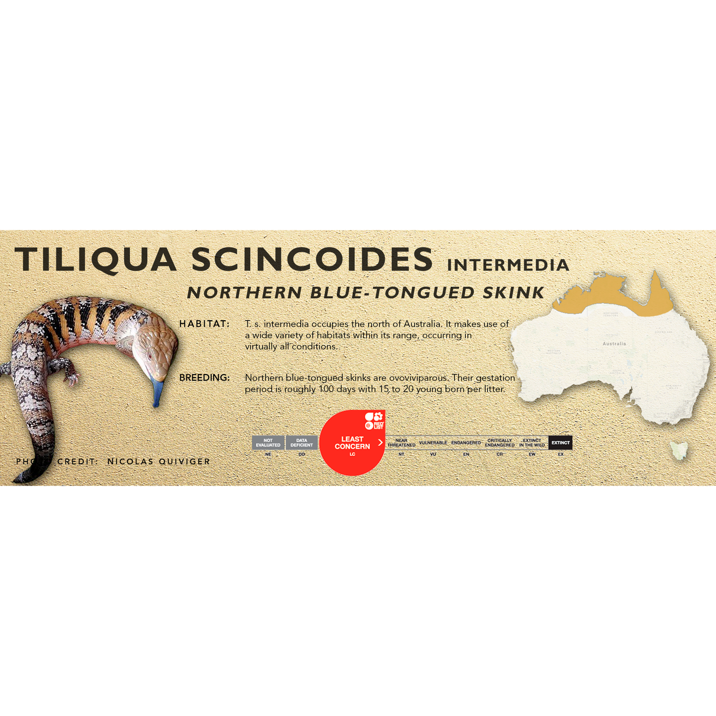 Northern Blue-Tongued Skink (Tiliqua scincoides intermedia) Classic Vivarium Label