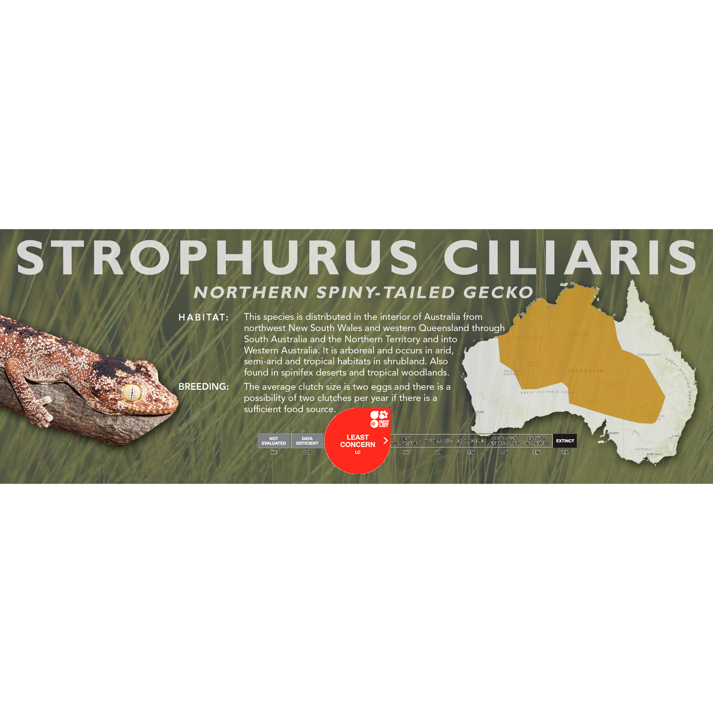Northern Spiny-Tailed Gecko (Strophurus ciliaris) Classic Vivarium Label