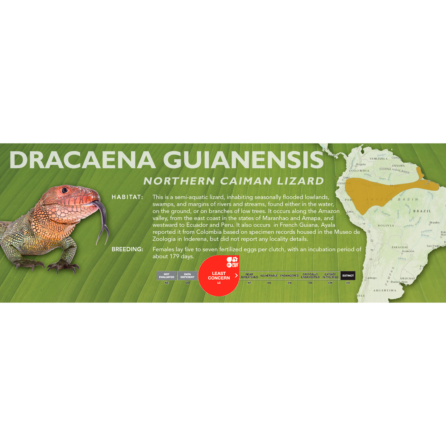 Northern Caiman Lizard (Dracaena guianensis) Classic Vivarium Label