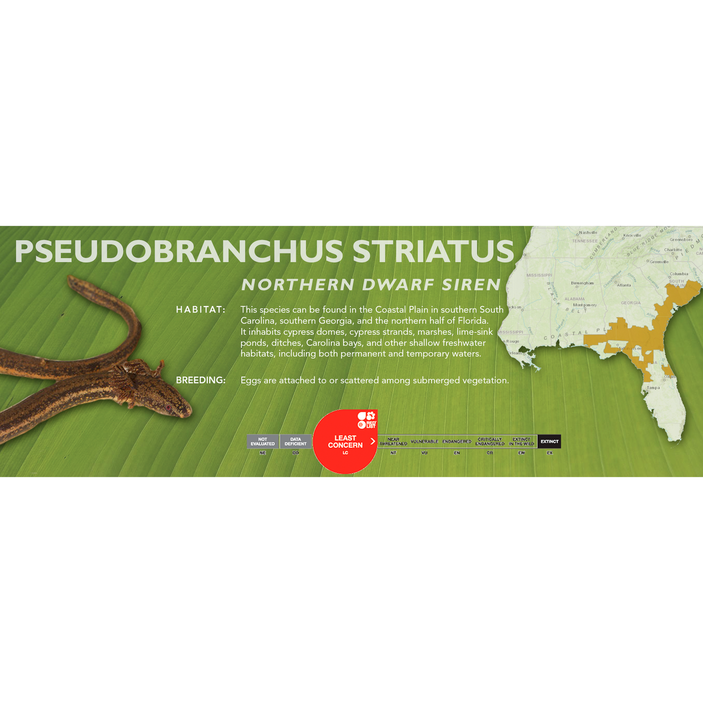 Northern Dwarf Siren (Pseudobranchus striatus) - Classic Vivarium Label