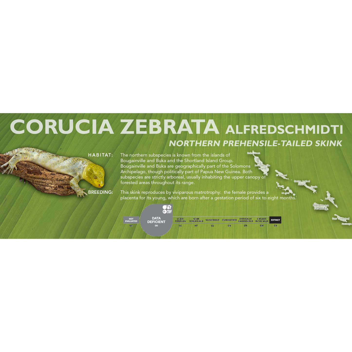 Prehensile-Tailed Skink (Corucia zebrata) Classic Vivarium Label