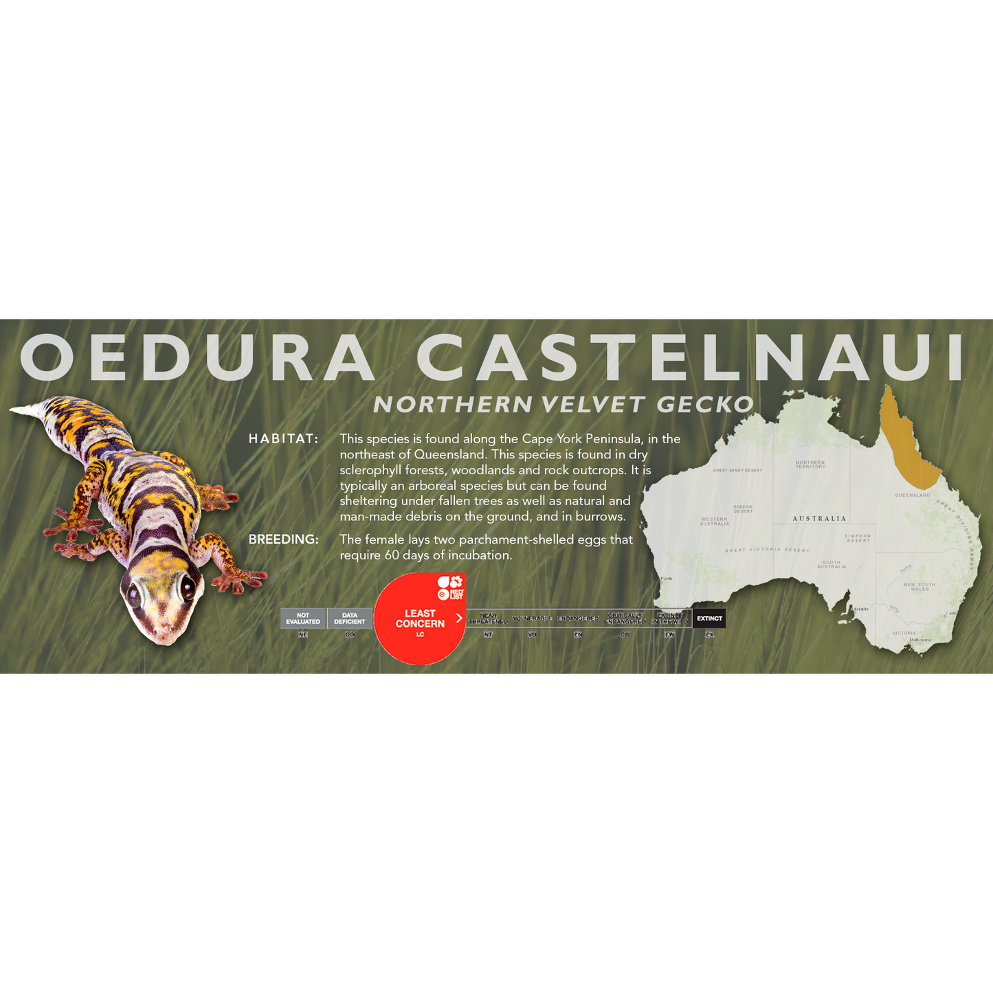 Northern Velvet Gecko (Oedura castelnaui) Classic Vivarium Label