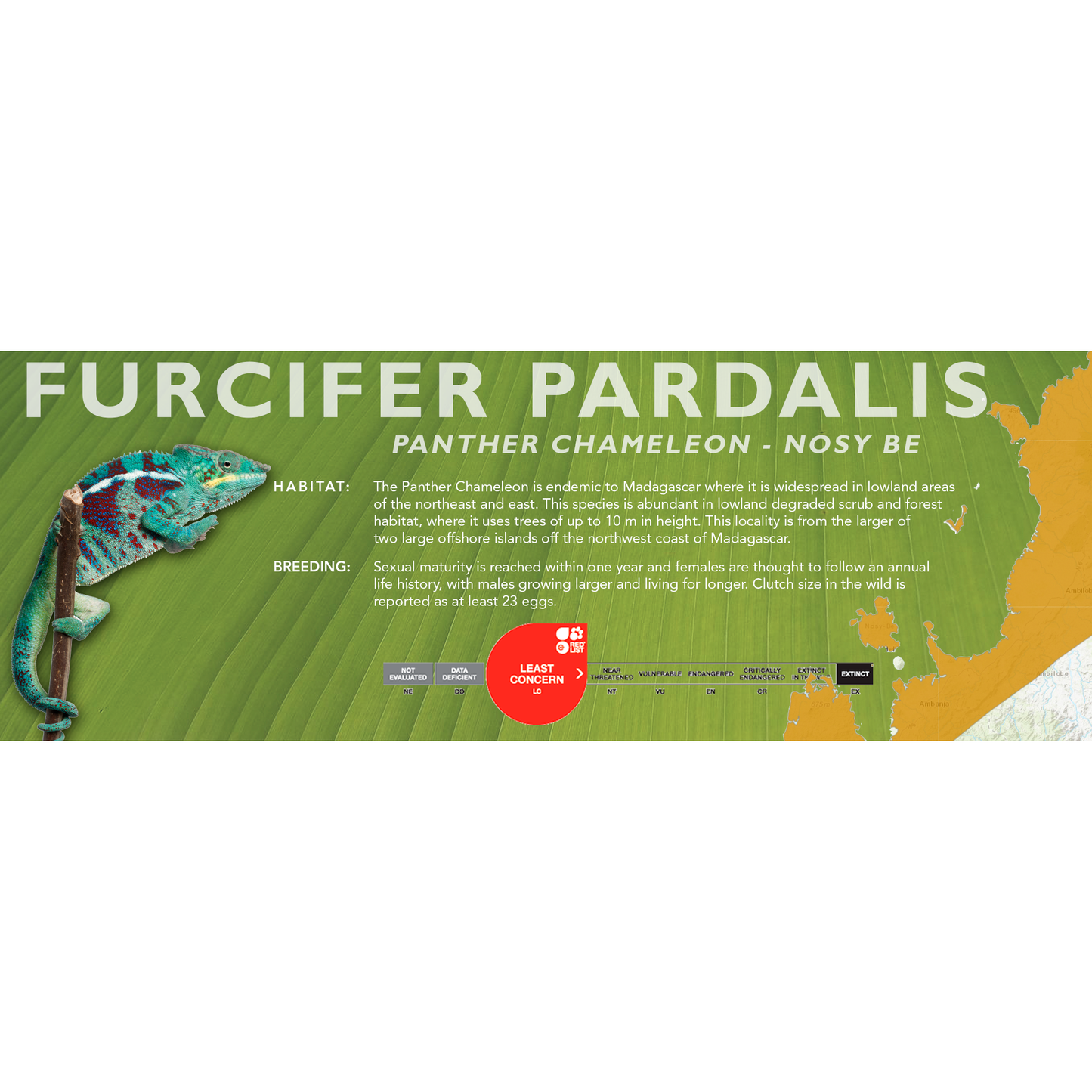 Panther Chameleon (Furcifer pardalis) Classic Vivarium Label