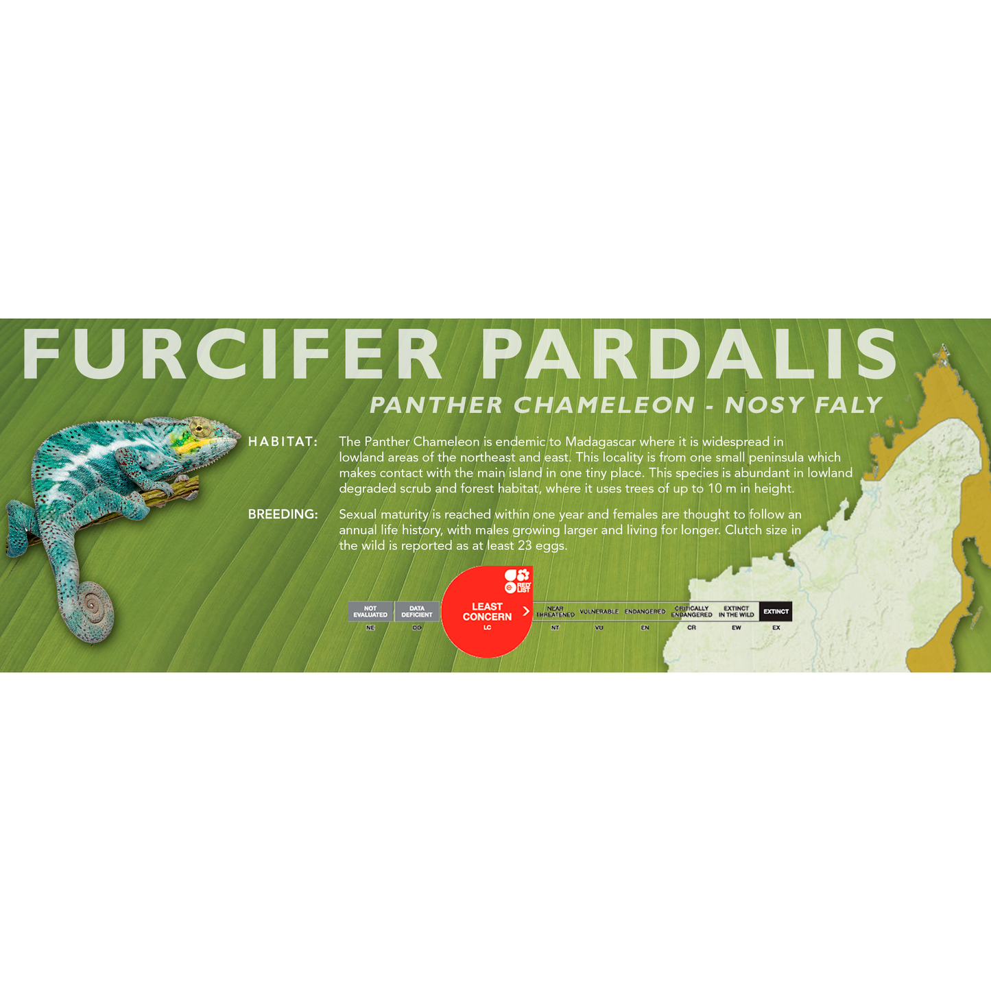 Panther Chameleon (Furcifer pardalis) Classic Vivarium Label