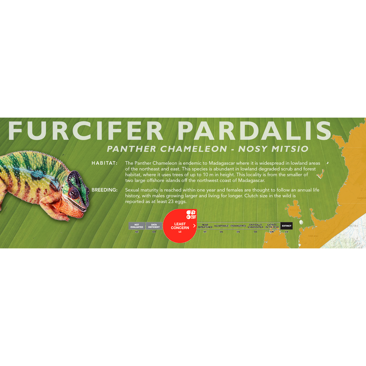Panther Chameleon (Furcifer pardalis) Classic Vivarium Label