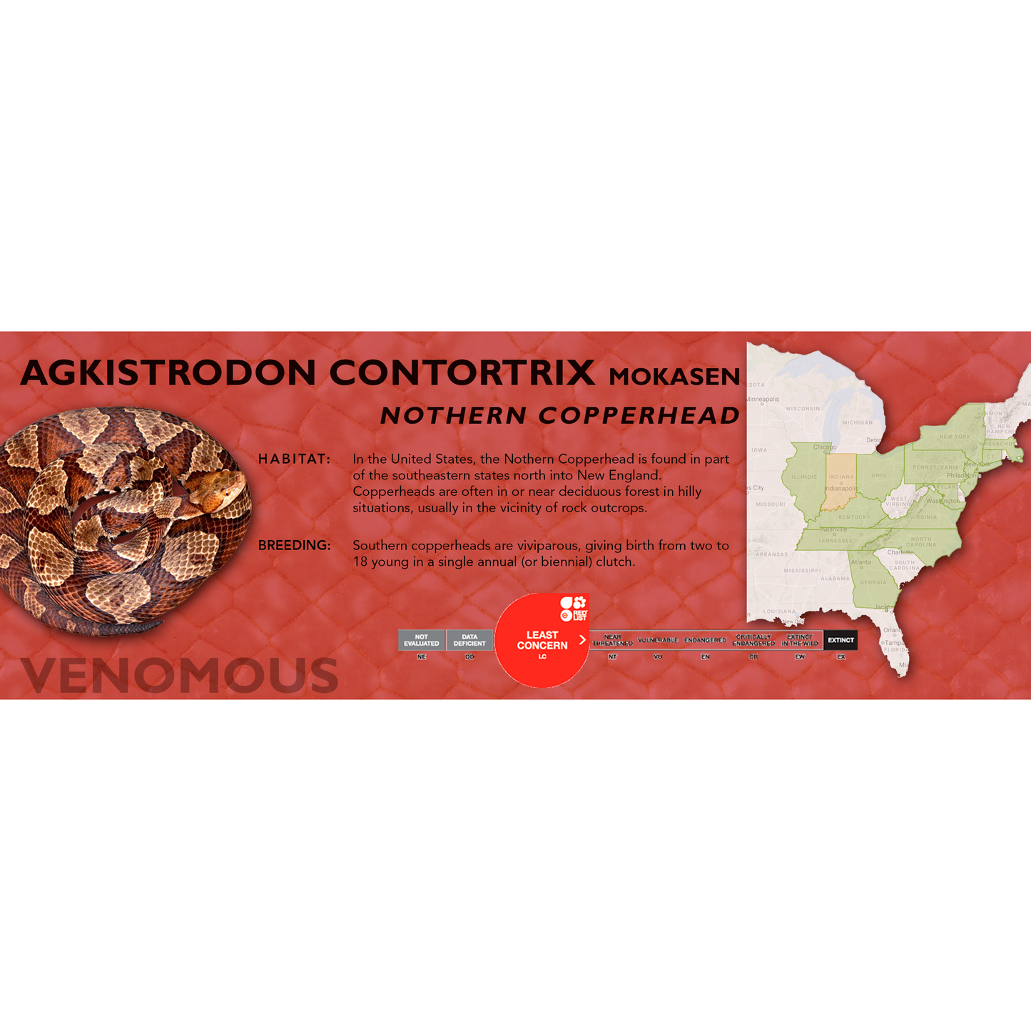 Copperhead (Agkistrodon contortrix) Classic Vivarium Label