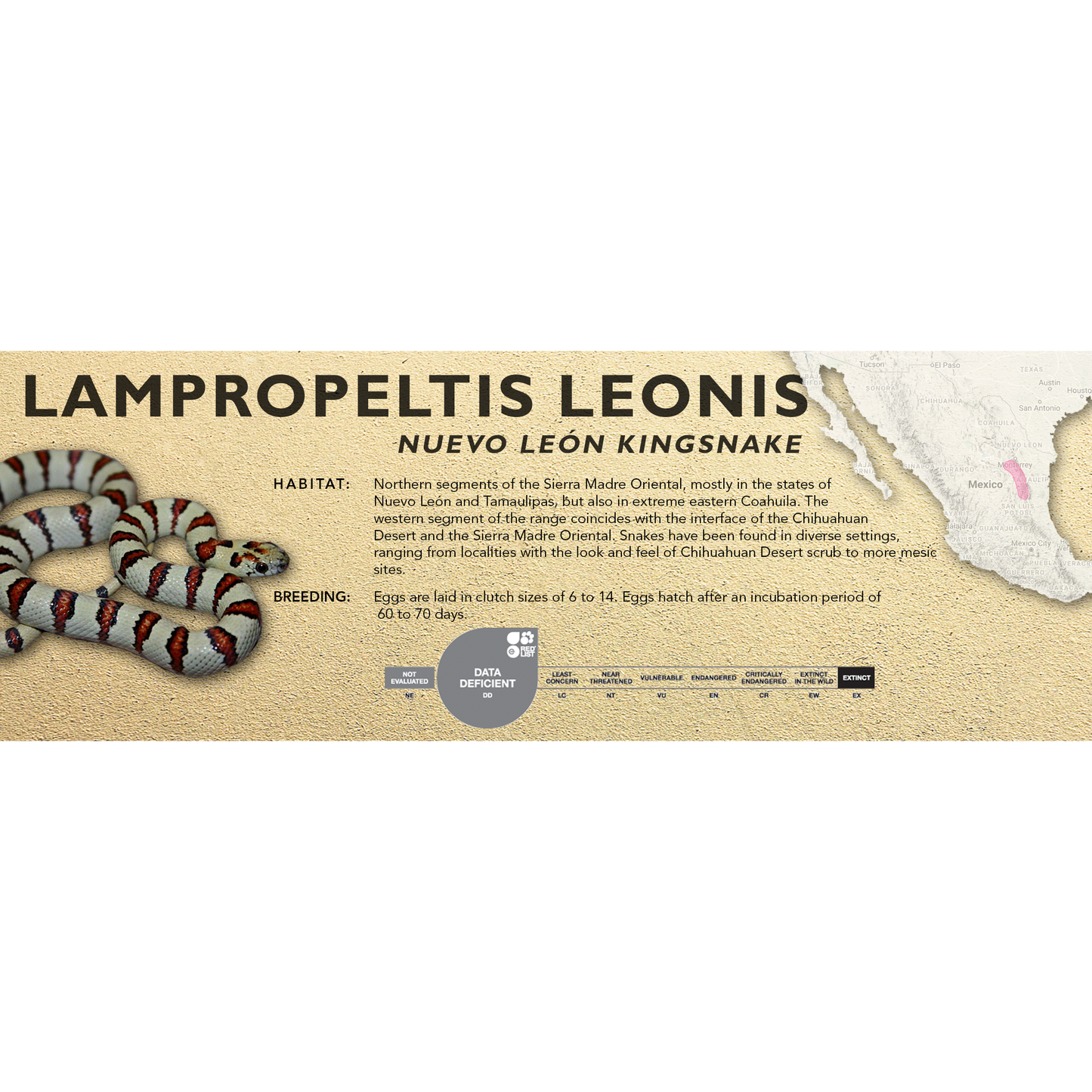 Nuevo León Kingsnake (Lampropeltis leonis) Classic Vivarium Label