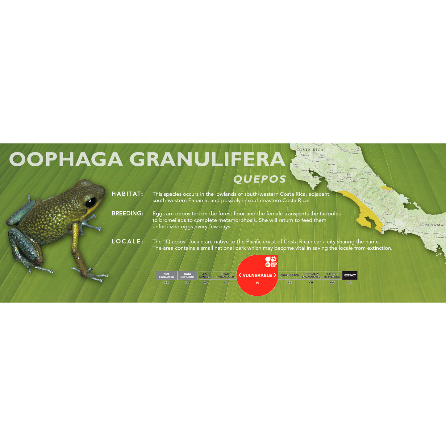 Oophaga granulifera - Classic Vivarium Label