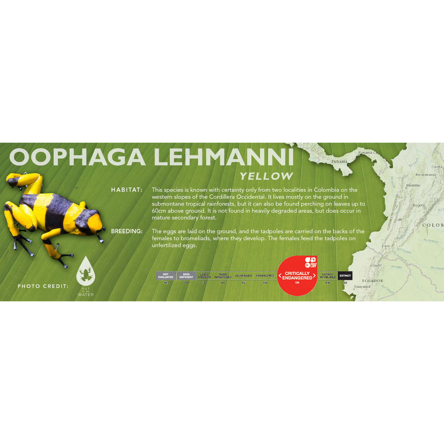 Oophaga lehmanni - Classic Vivarium Label