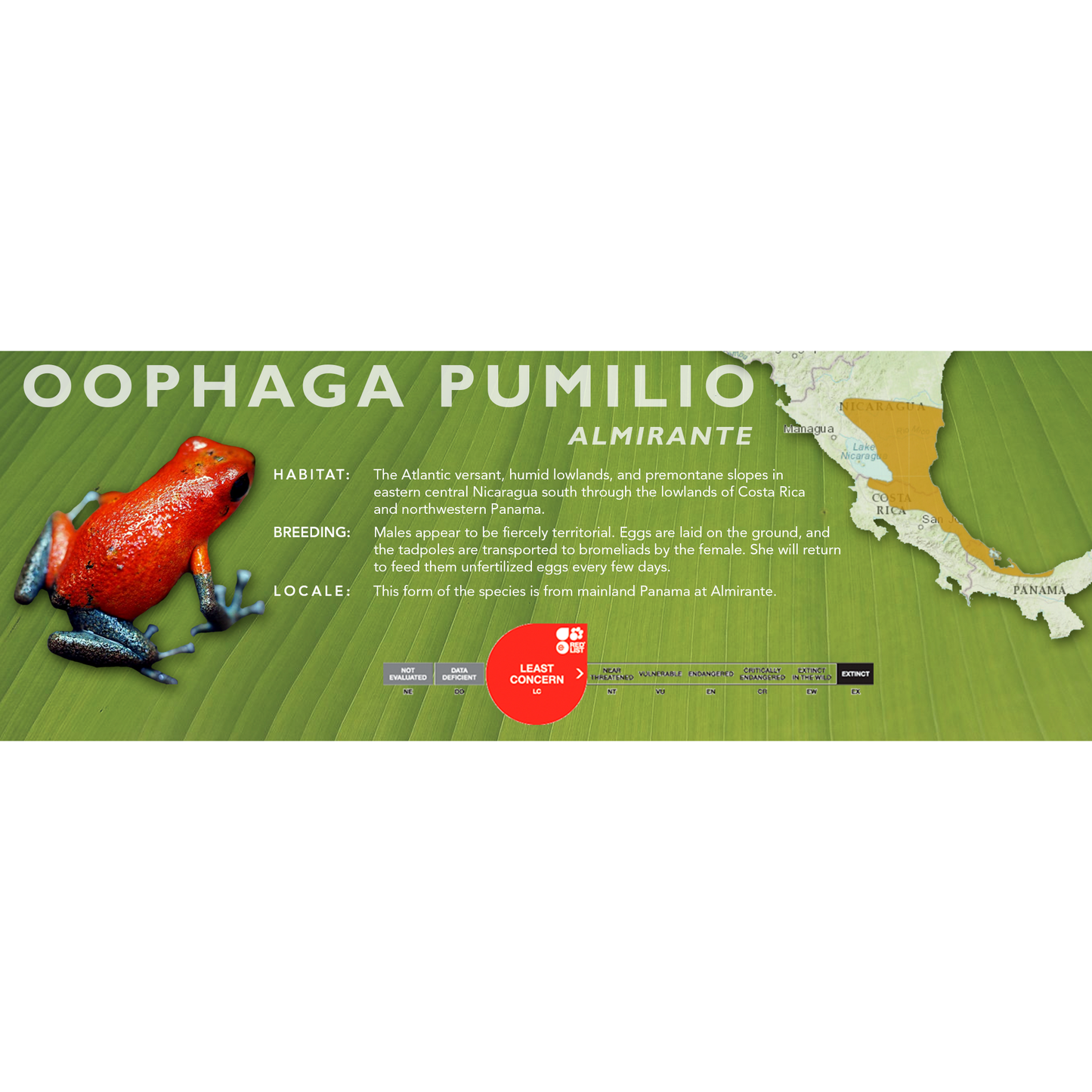 Oophaga pumilio - Classic Vivarium Label
