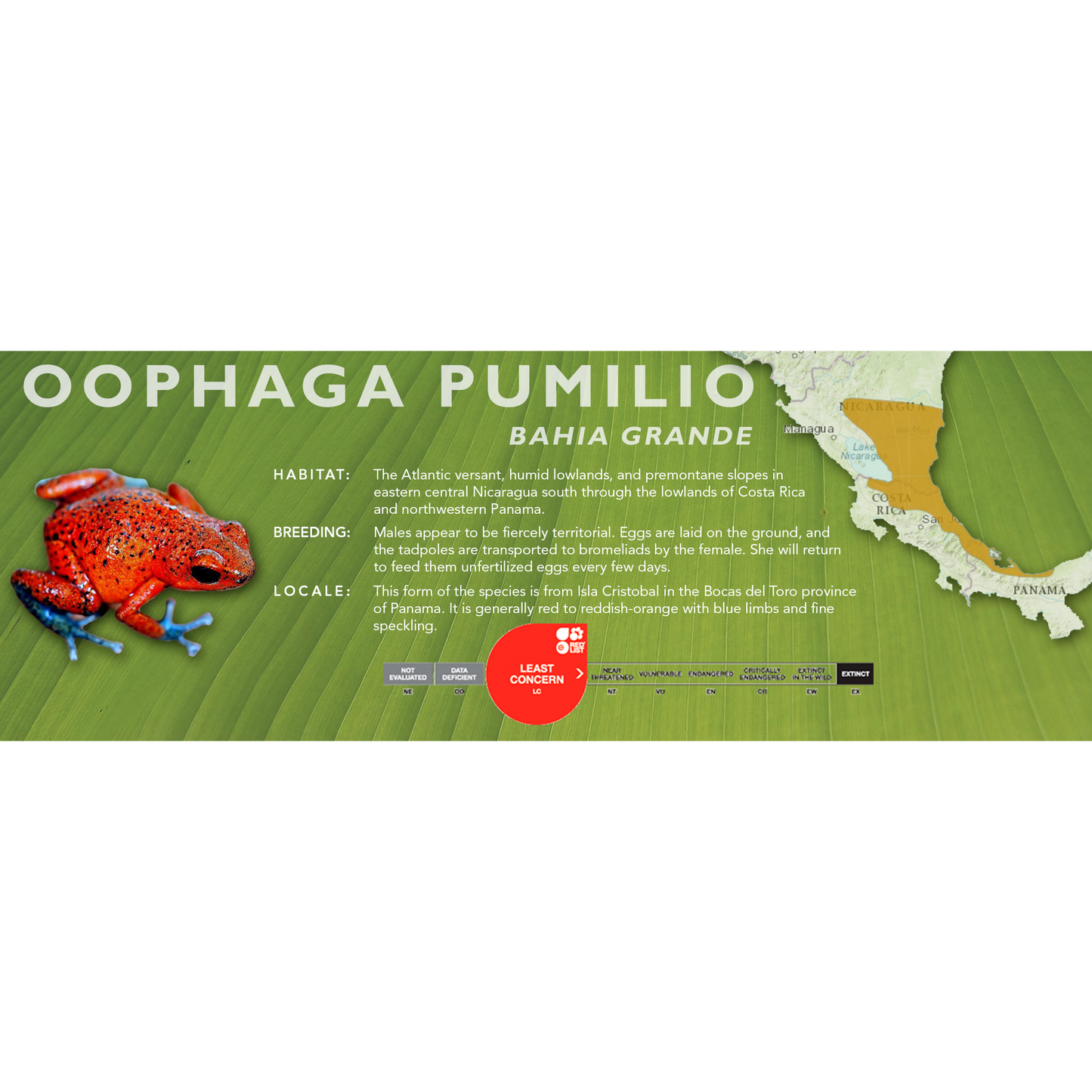 Oophaga pumilio - Classic Vivarium Label