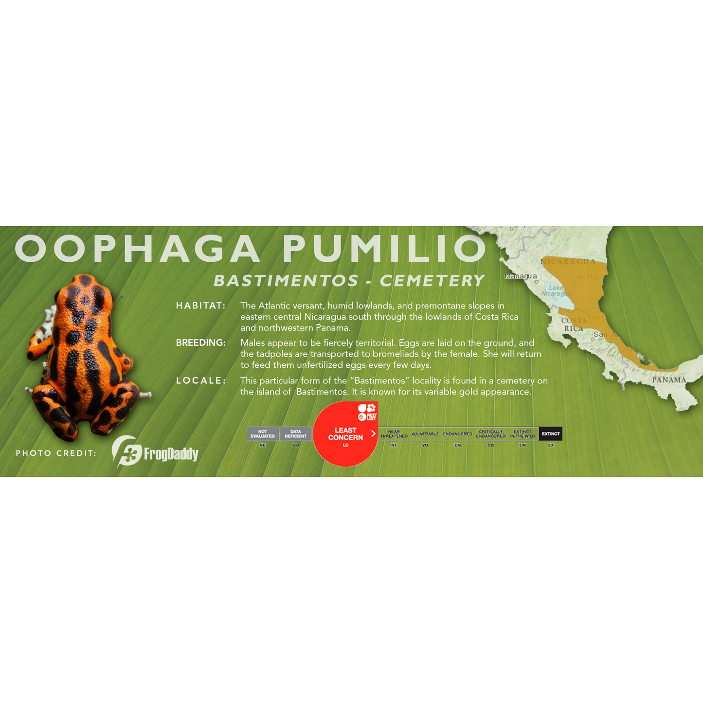 Oophaga pumilio - Classic Vivarium Label