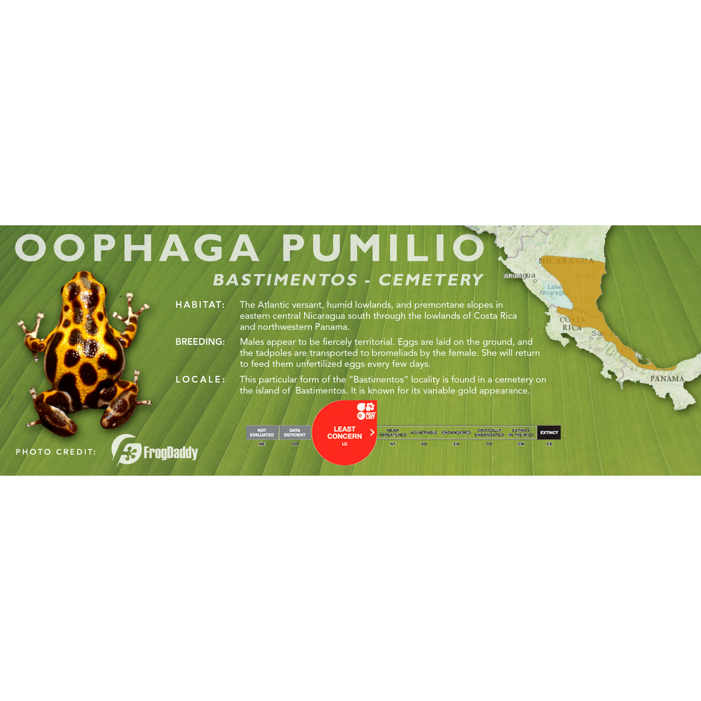 Oophaga pumilio - Classic Vivarium Label