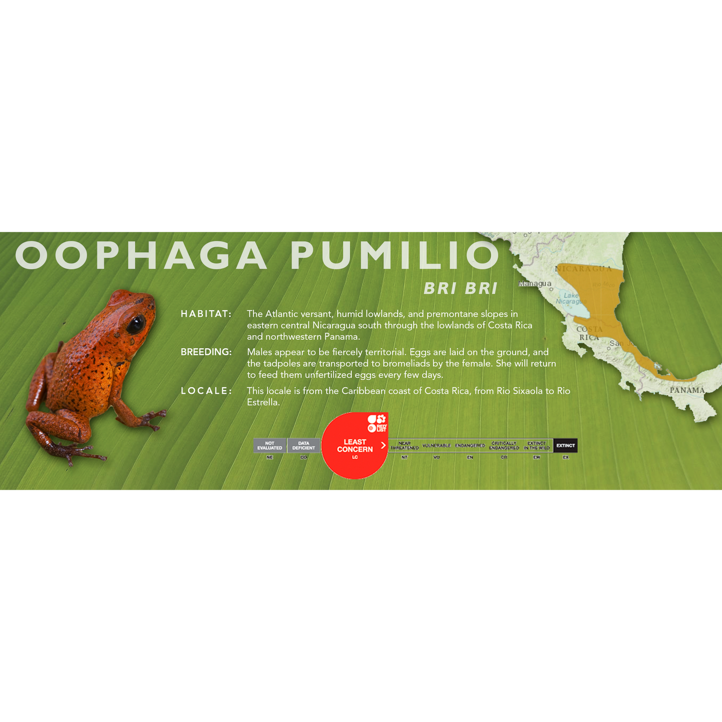 Oophaga pumilio - Classic Vivarium Label