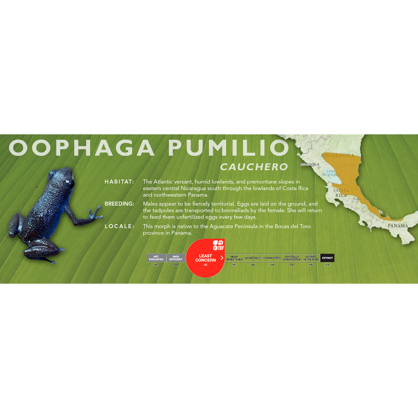 Oophaga pumilio - Classic Vivarium Label