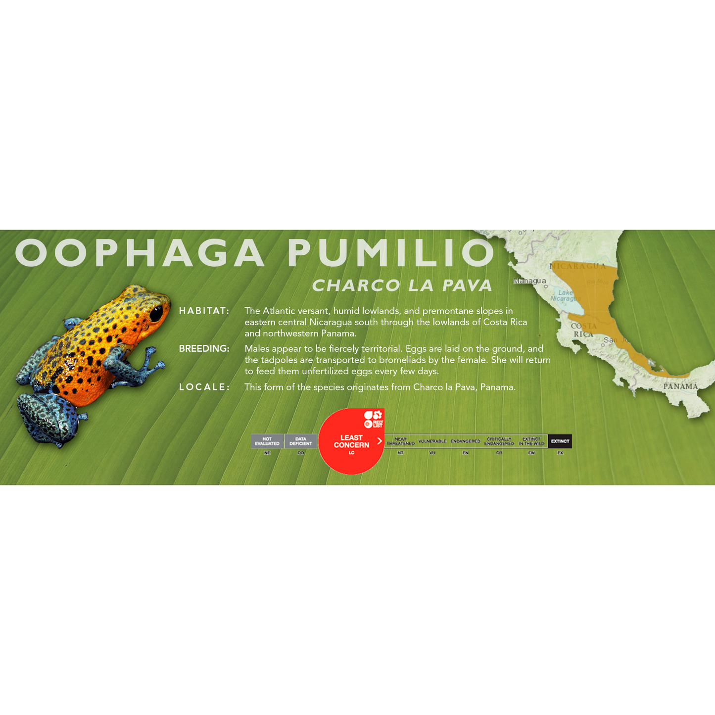 Oophaga pumilio - Classic Vivarium Label