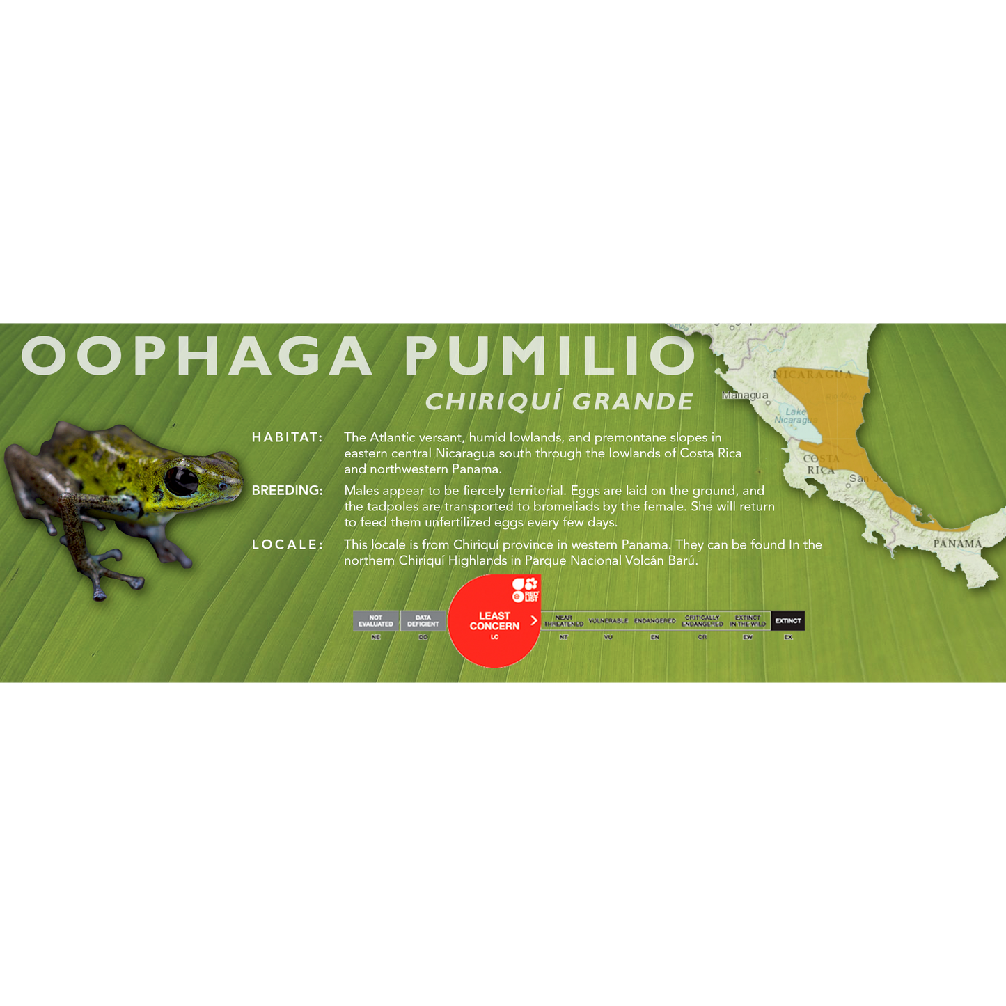 Oophaga pumilio - Classic Vivarium Label