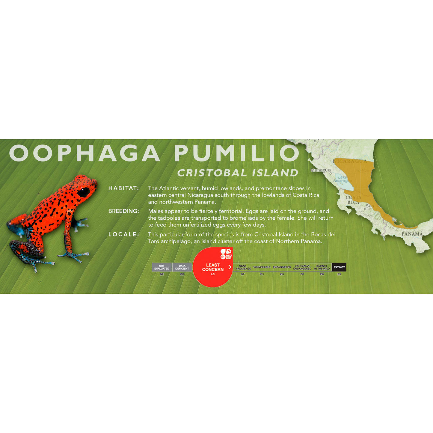 Oophaga pumilio - Classic Vivarium Label