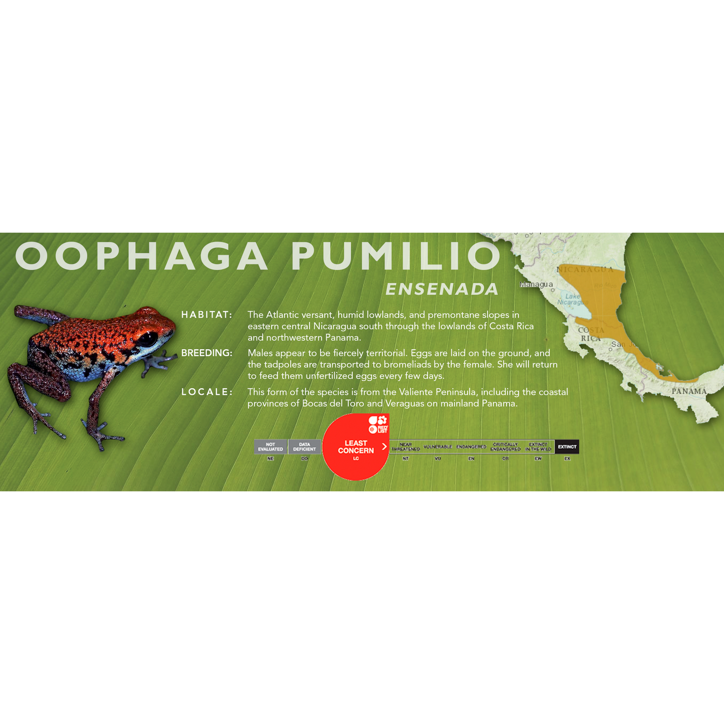 Oophaga pumilio - Classic Vivarium Label
