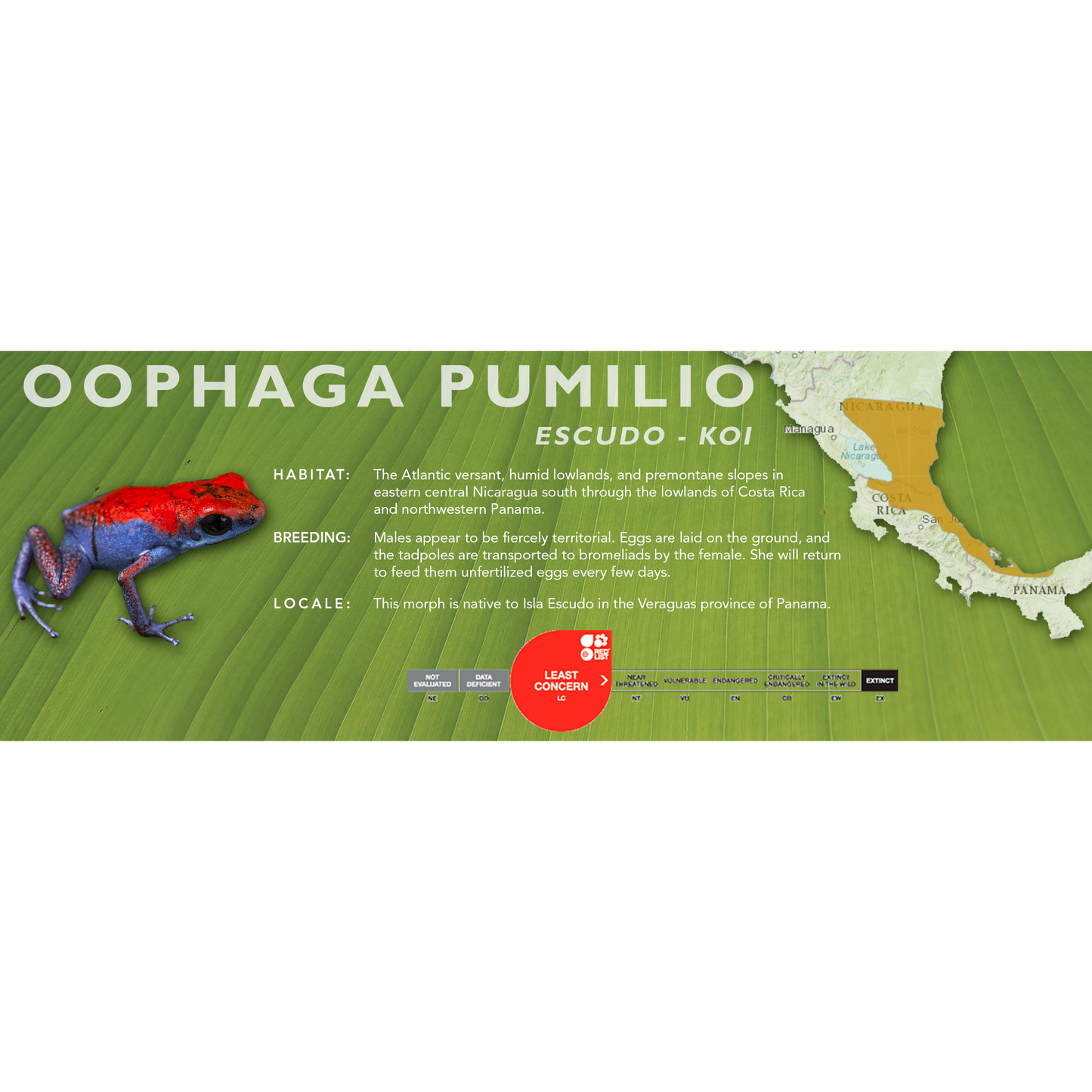 Oophaga pumilio - Classic Vivarium Label
