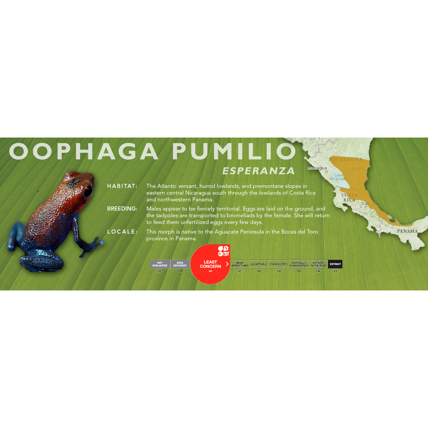 Oophaga pumilio - Classic Vivarium Label