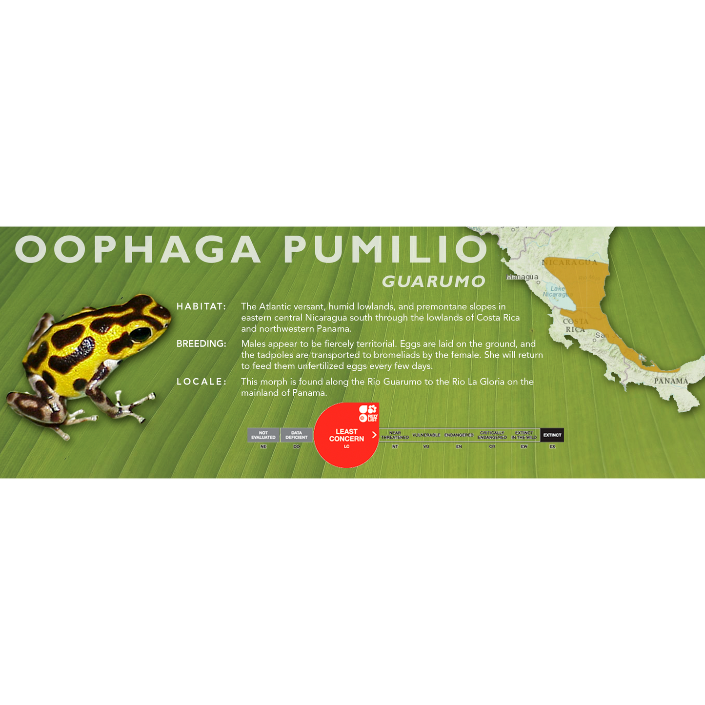 Oophaga pumilio - Classic Vivarium Label