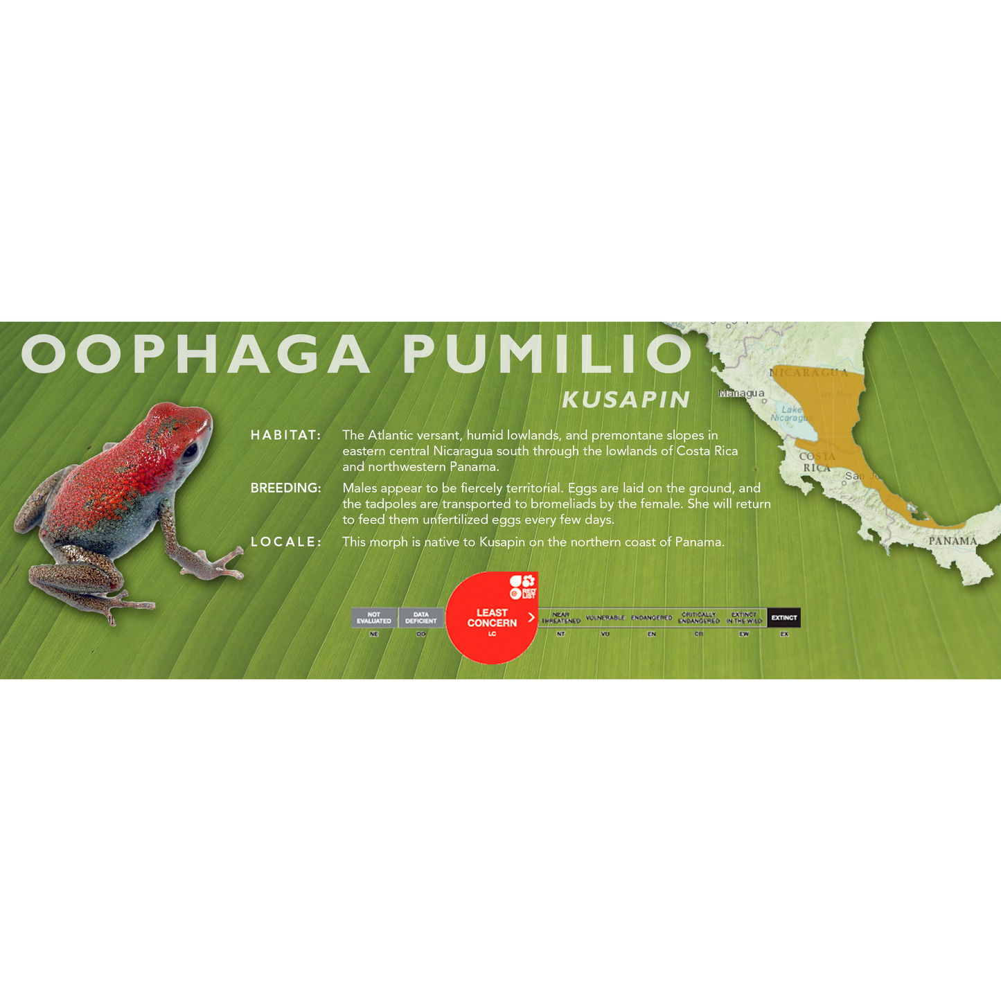 Oophaga pumilio - Classic Vivarium Label