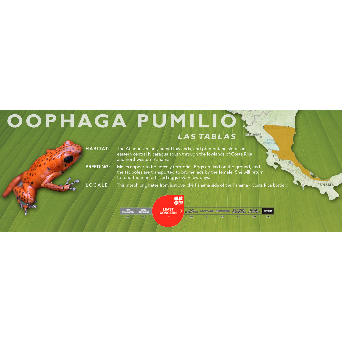 Oophaga pumilio - Classic Vivarium Label
