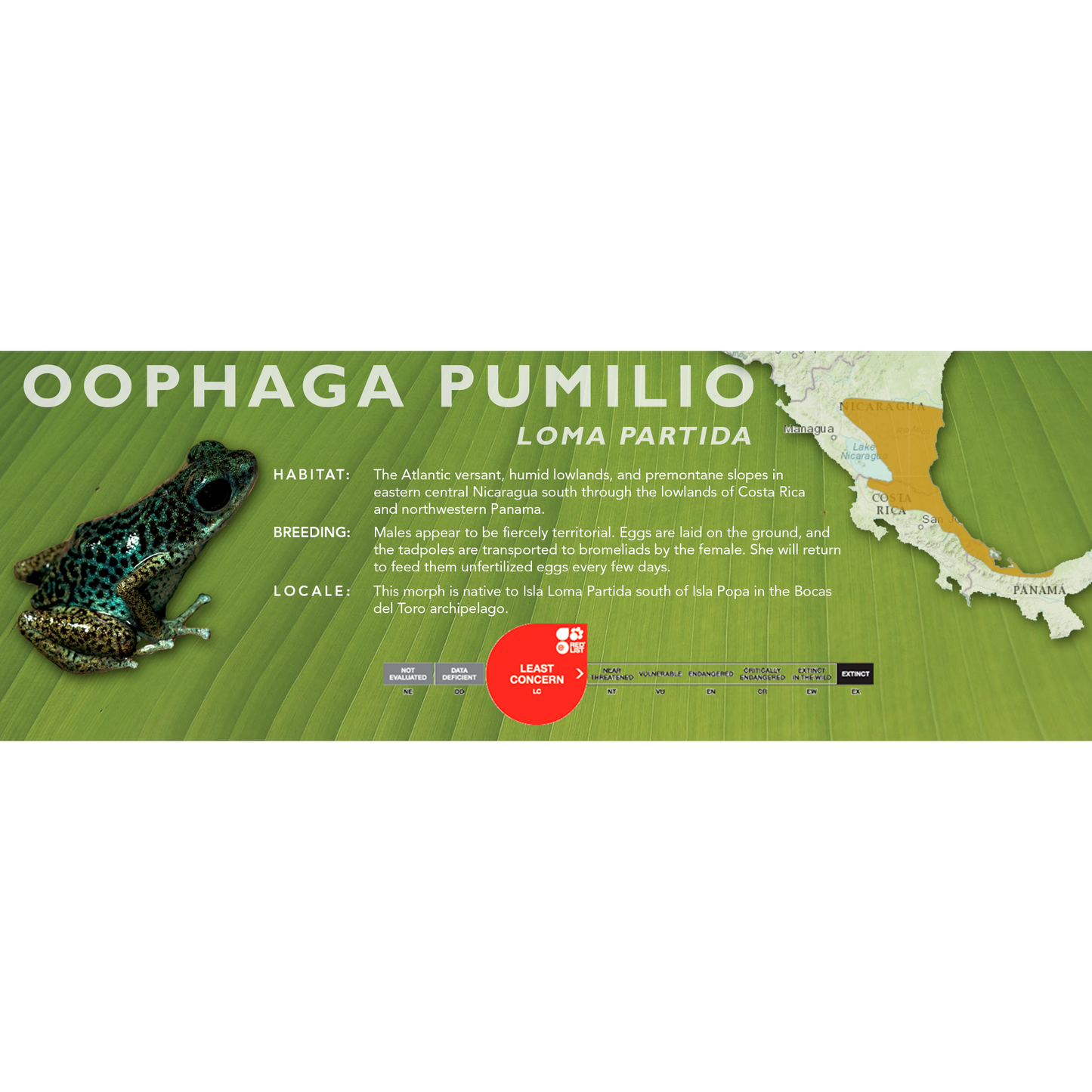Oophaga pumilio - Classic Vivarium Label