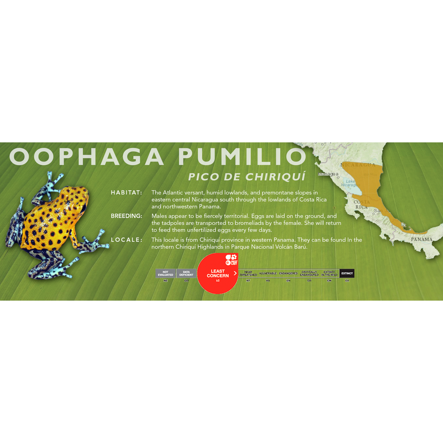 Oophaga pumilio - Classic Vivarium Label