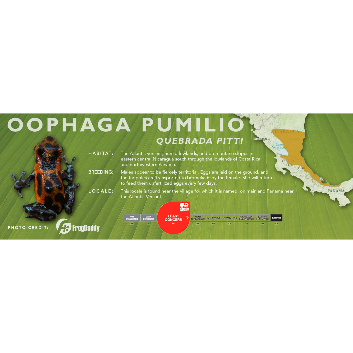 Oophaga pumilio - Classic Vivarium Label