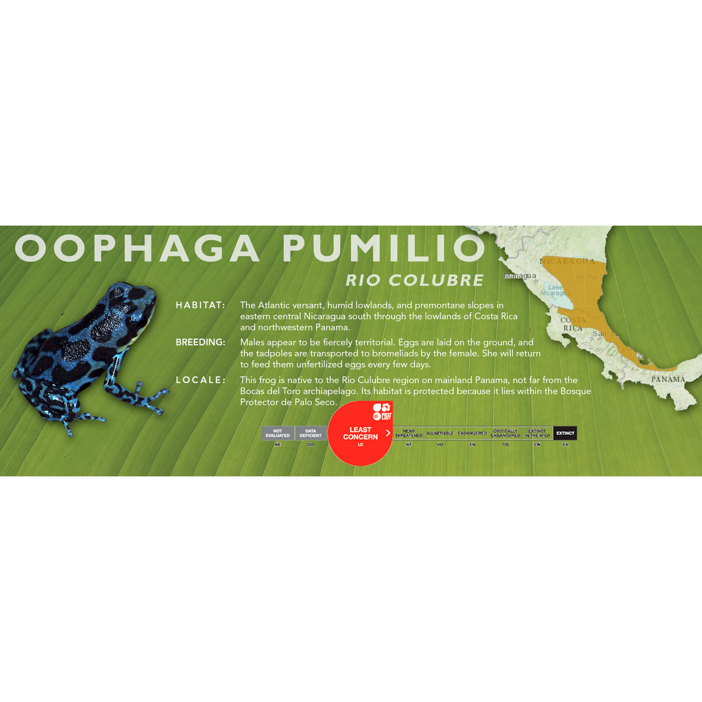 Oophaga pumilio - Classic Vivarium Label