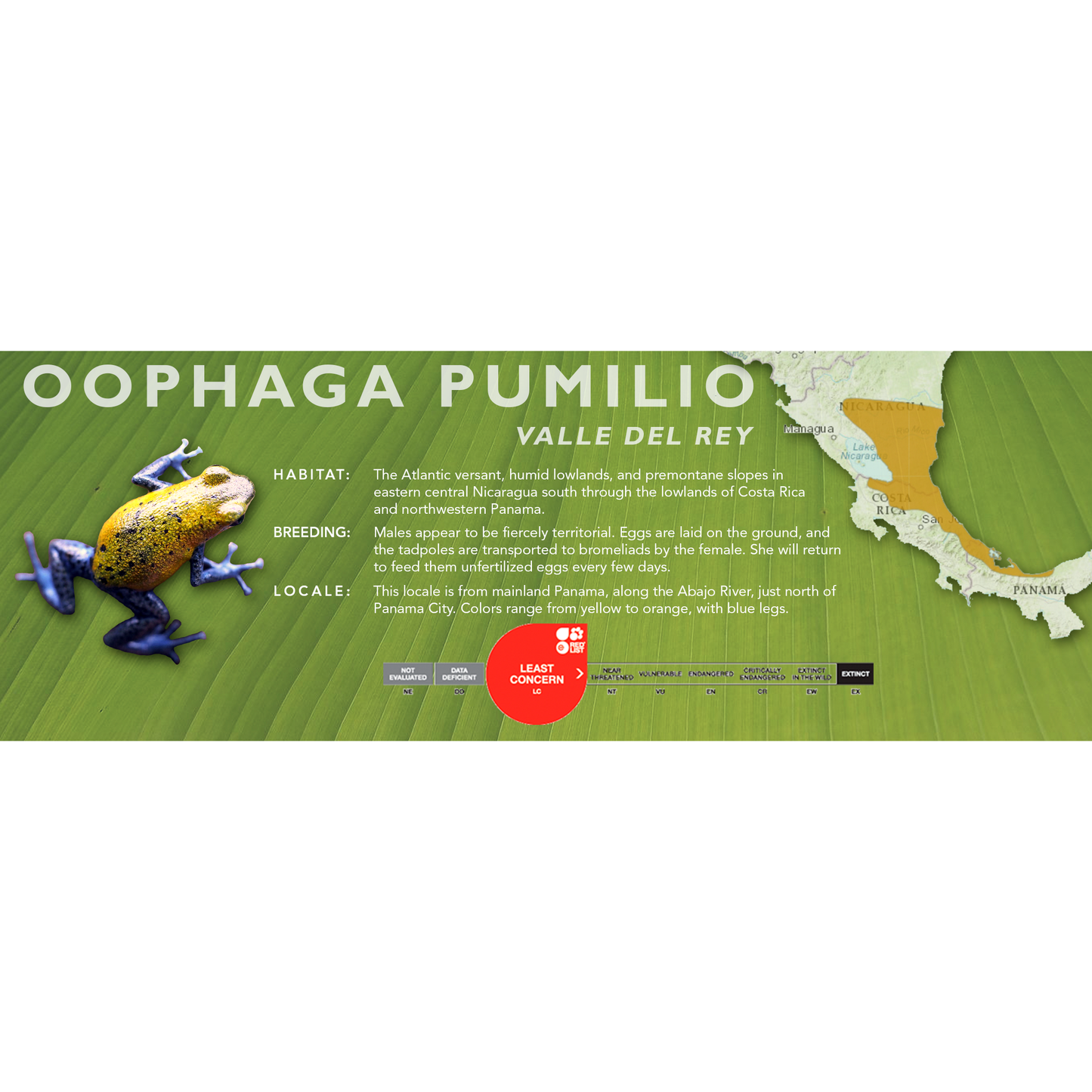 Oophaga pumilio - Classic Vivarium Label