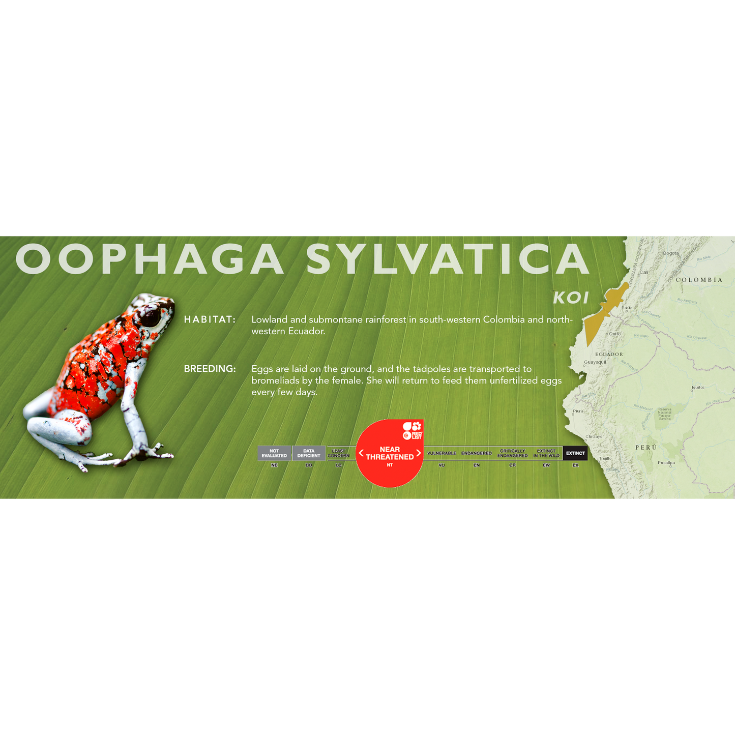 Oophaga sylvatica - Classic Vivarium Label