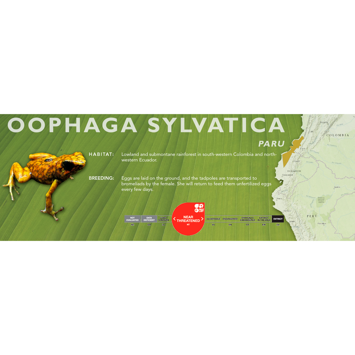 Oophaga sylvatica - Classic Vivarium Label
