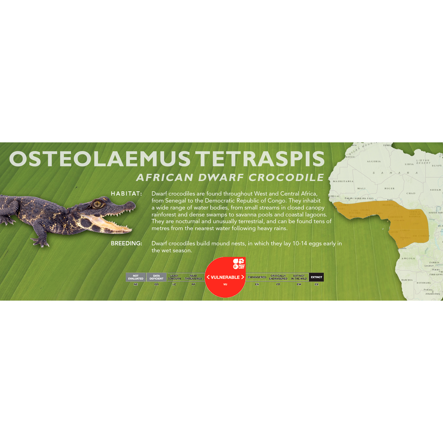 African Dwarf Crocodile (Osteolaemus tetraspis) - Classic Vivarium Label