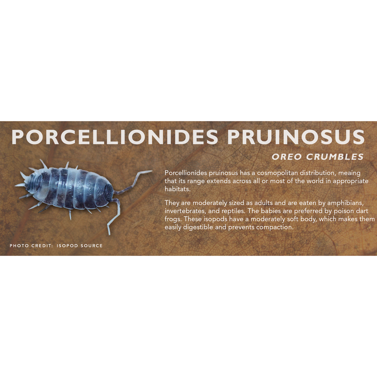 Porcellionides pruinosus - Isopod Label