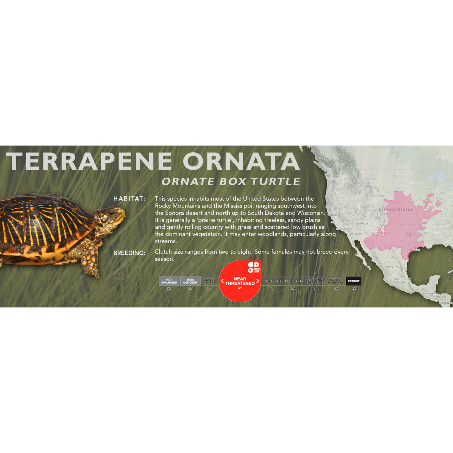 Ornate Box Turtle (Terrapene ornata) - Classic Vivarium Label