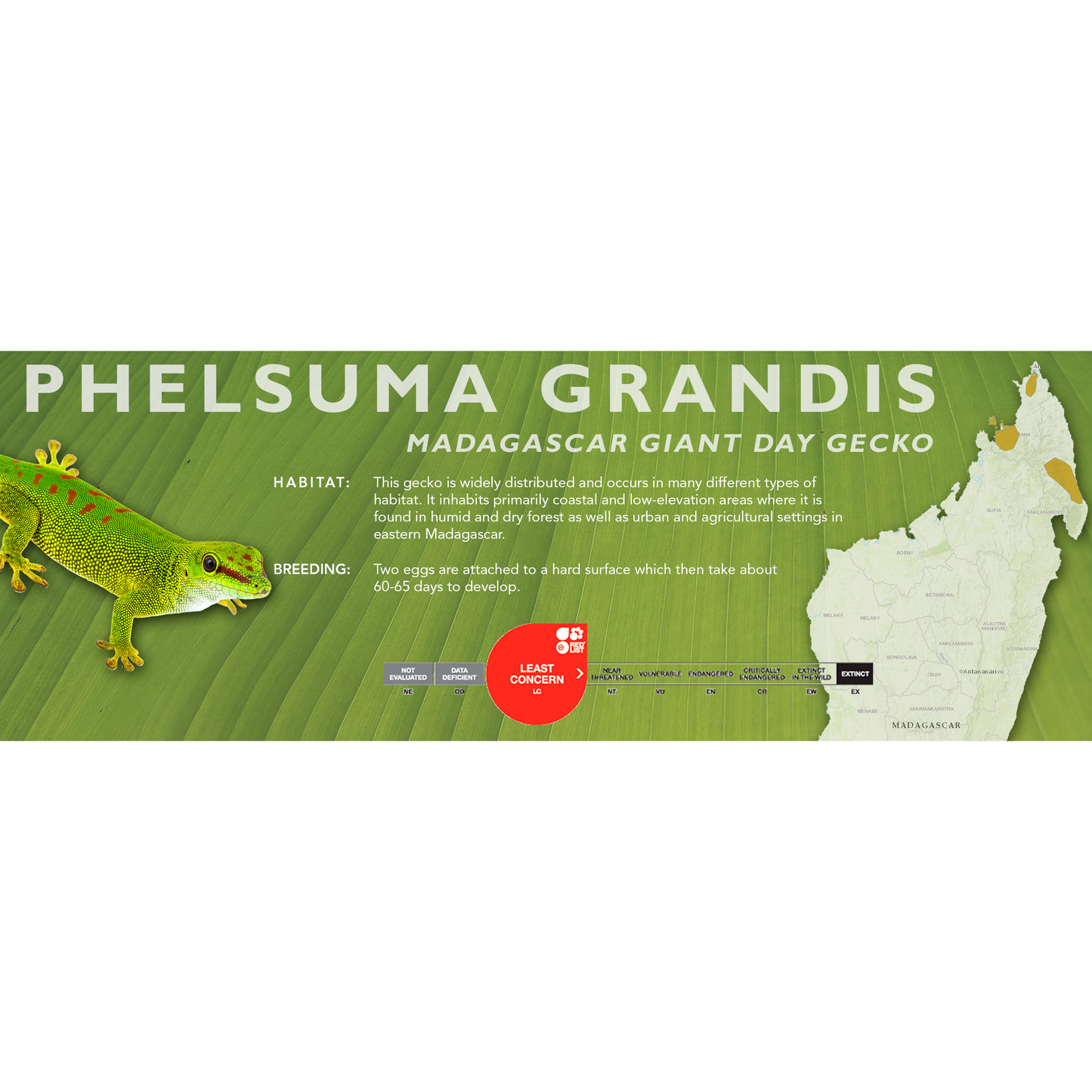 Madagascar Giant Day Gecko (Phelsuma grandis) Classic Vivarium Label
