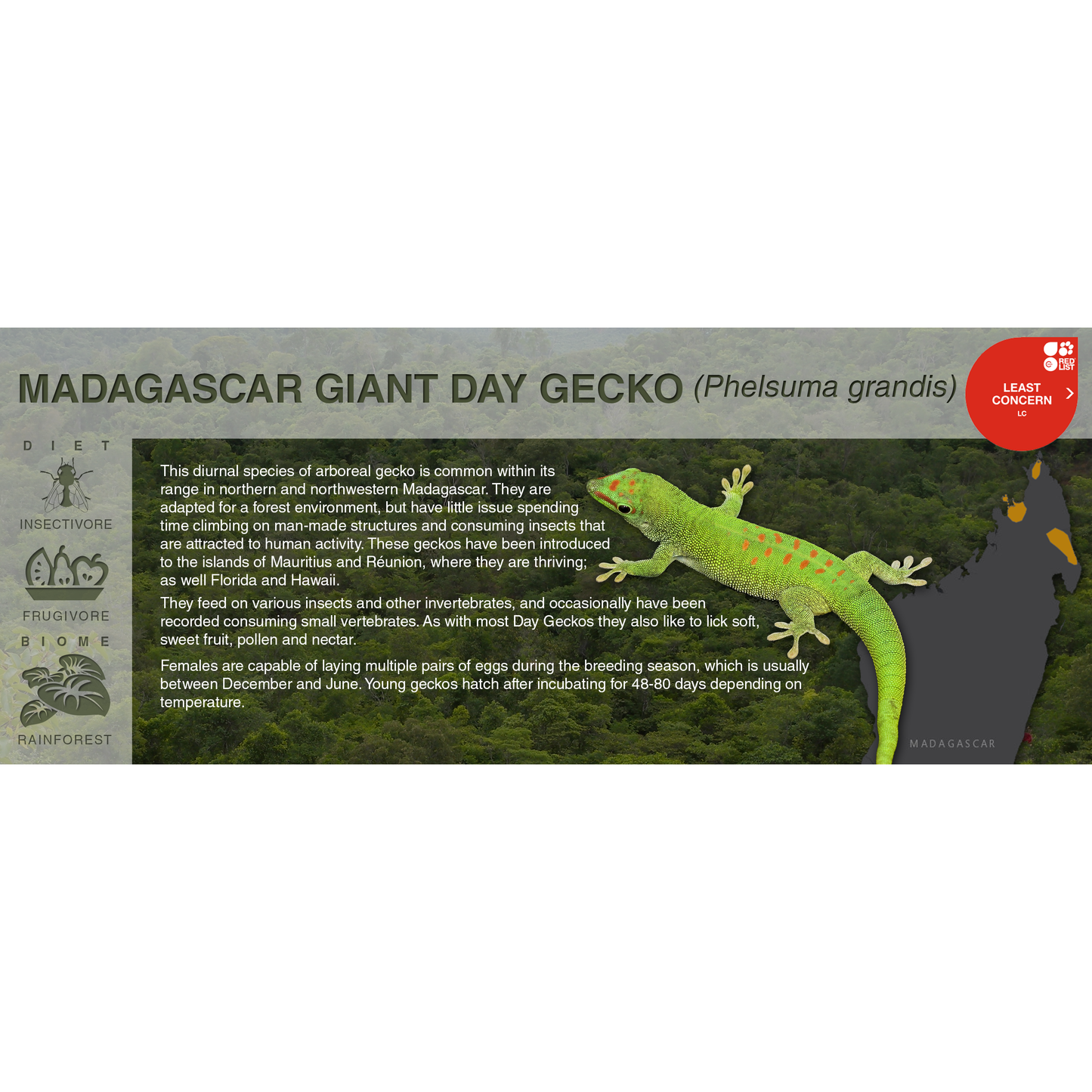 Madagascar Giant Day Gecko (Phelsuma grandis) - Black Series Vivarium Label