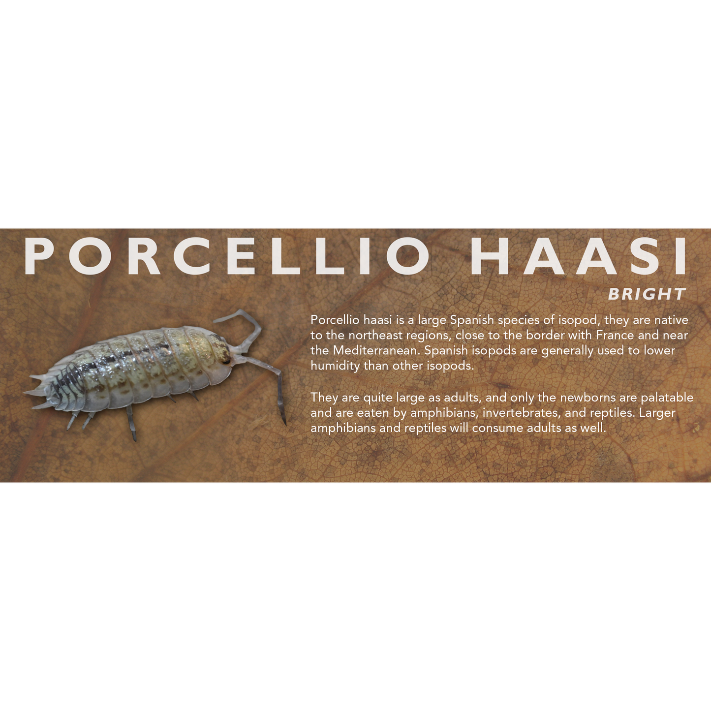 Porcellio haasi - Isopod Label