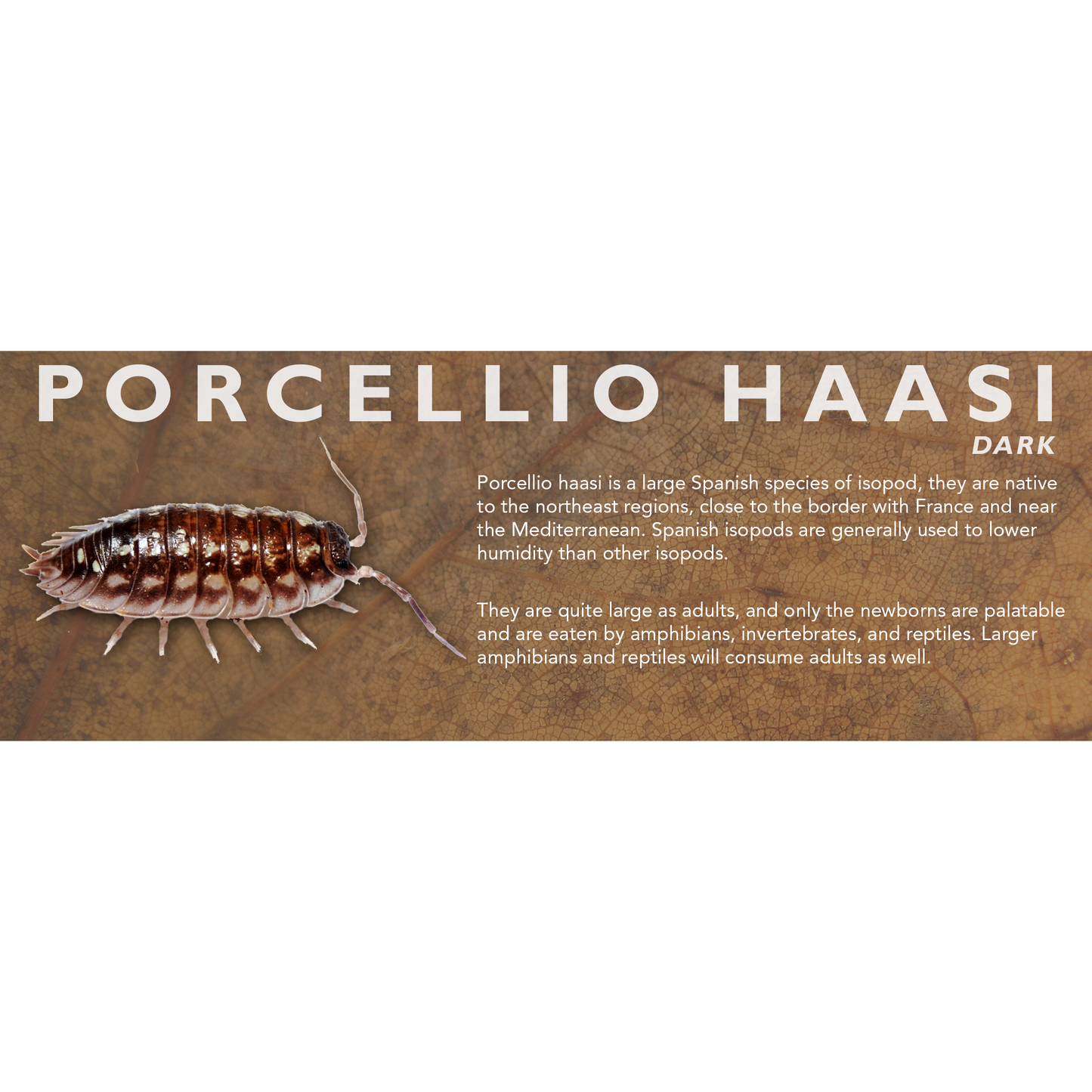 Porcellio haasi - Isopod Label