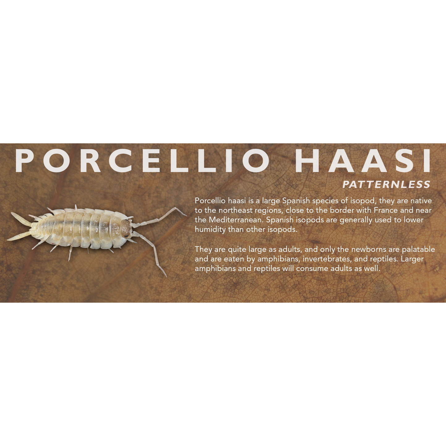 Porcellio haasi - Isopod Label