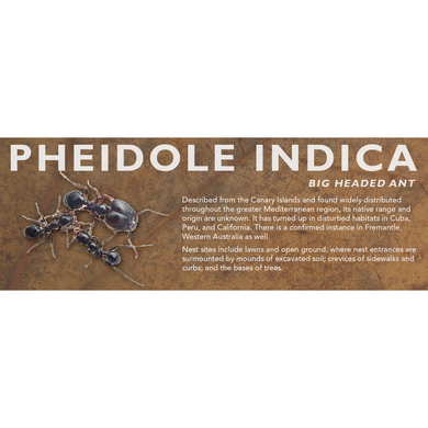 Pheidole indica - Big Headed Ant Label