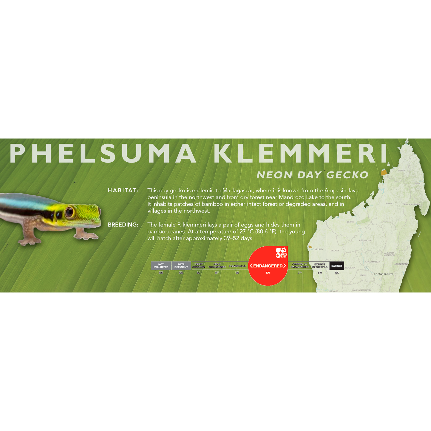 Neon Day Gecko (Phelsuma klemmeri) Classic Vivarium Label
