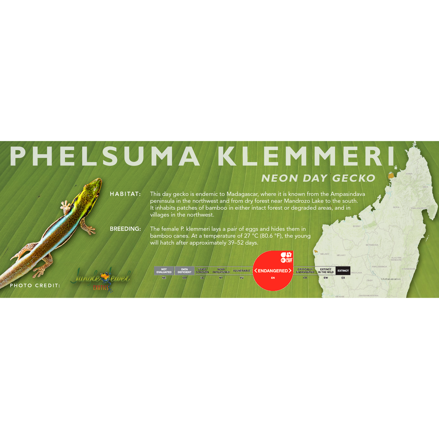 Neon Day Gecko (Phelsuma klemmeri) Classic Vivarium Label