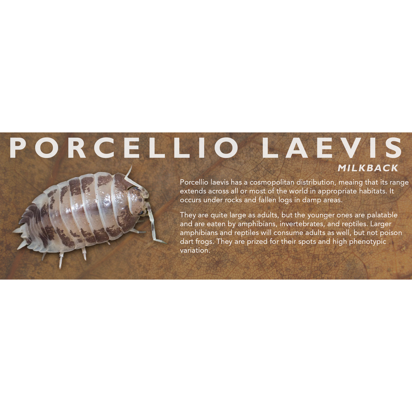 Porcellio laevis - Isopod Label